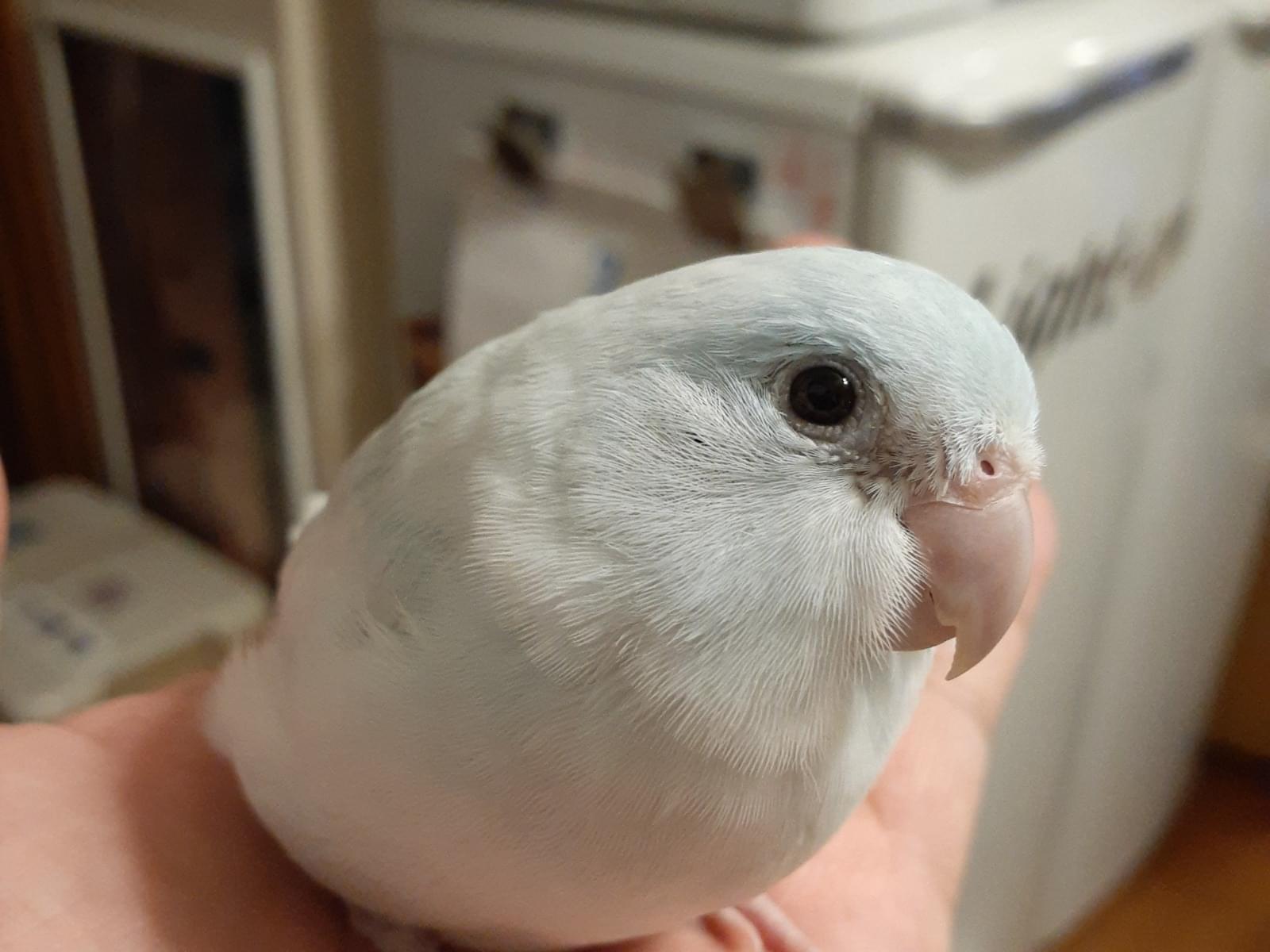 ココちゃん ココちゃん