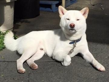 迷子になった犬 迷子になった犬