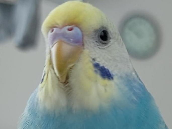 ラムネちゃん ラムネちゃん