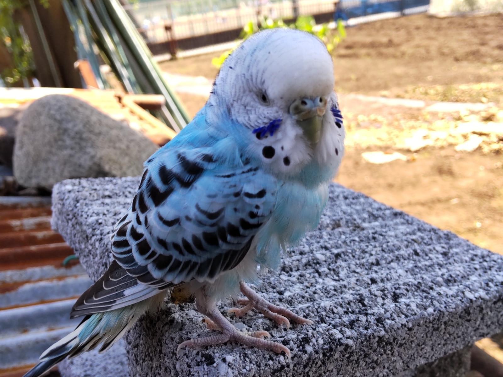 目撃された鳥 目撃された鳥