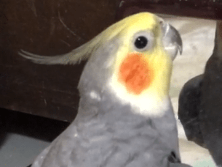 めろんちゃん めろんちゃん