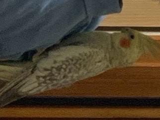 はなちゃん はなちゃん