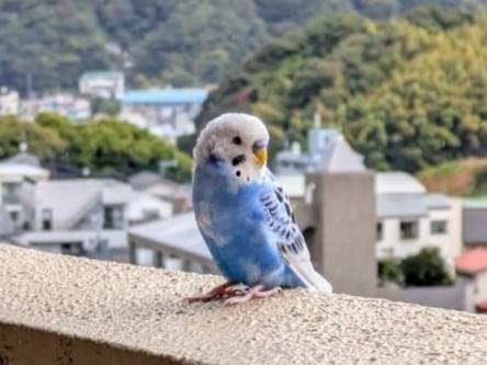 目撃された鳥 目撃された鳥