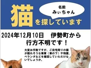 右耳桜カットの三毛猫を探しています