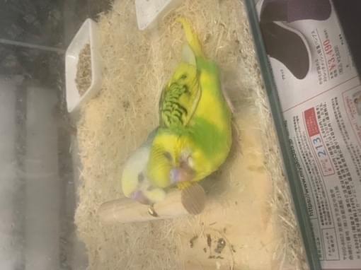 オピちゃん オピちゃん