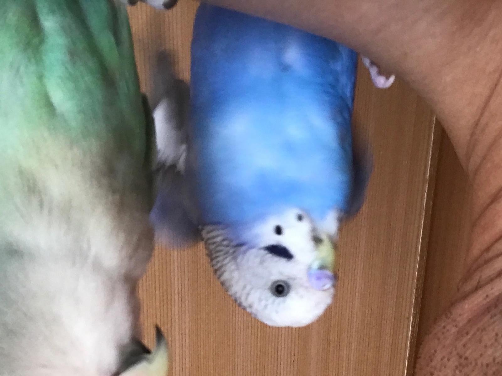 アイスちゃん アイスちゃん