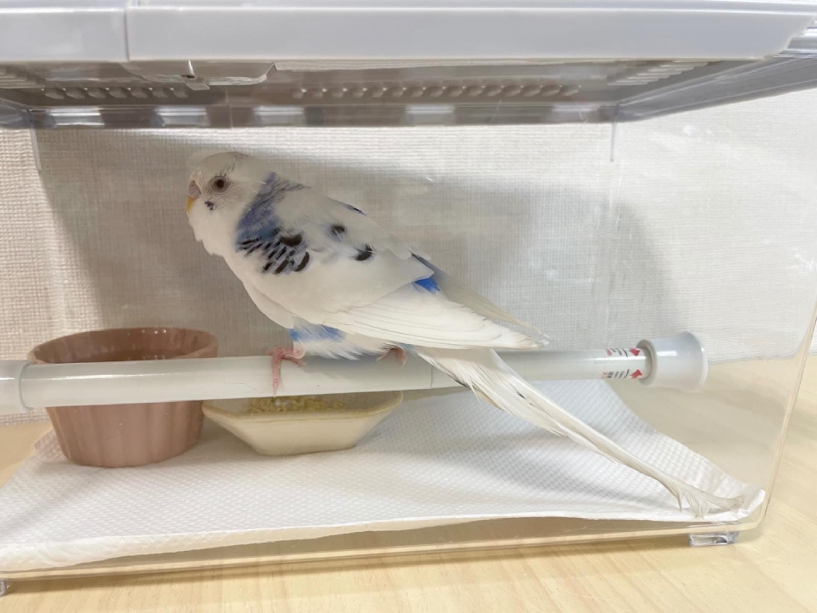 保護された鳥 保護された鳥