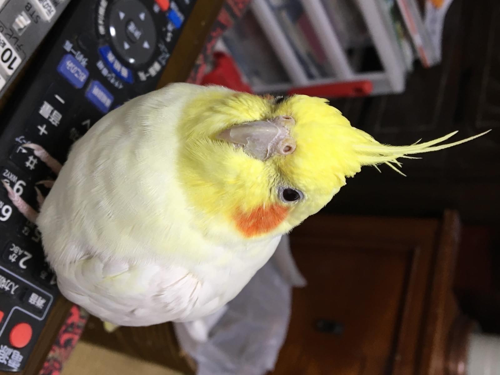 けんたちゃん けんたちゃん