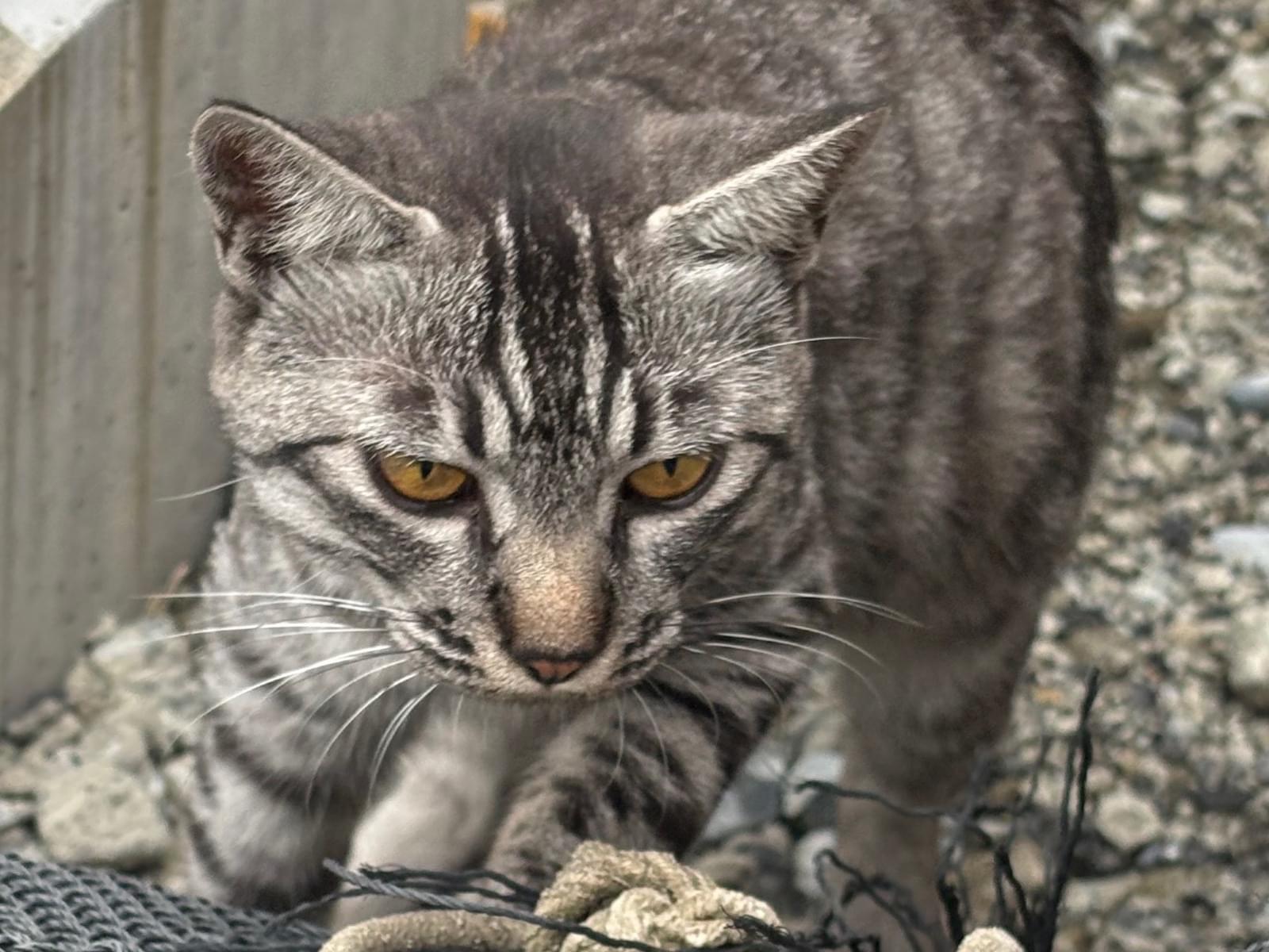 目撃された猫 目撃された猫
