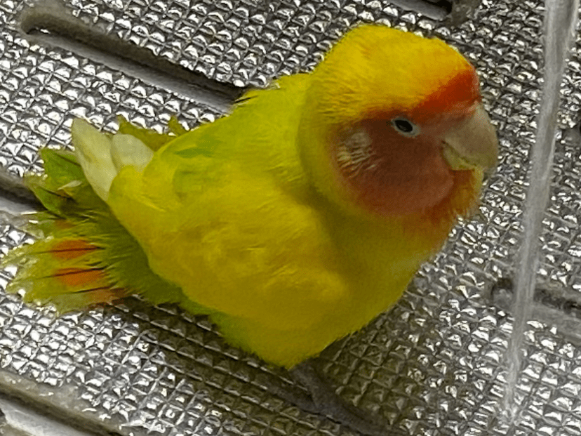 サクラちゃん サクラちゃん