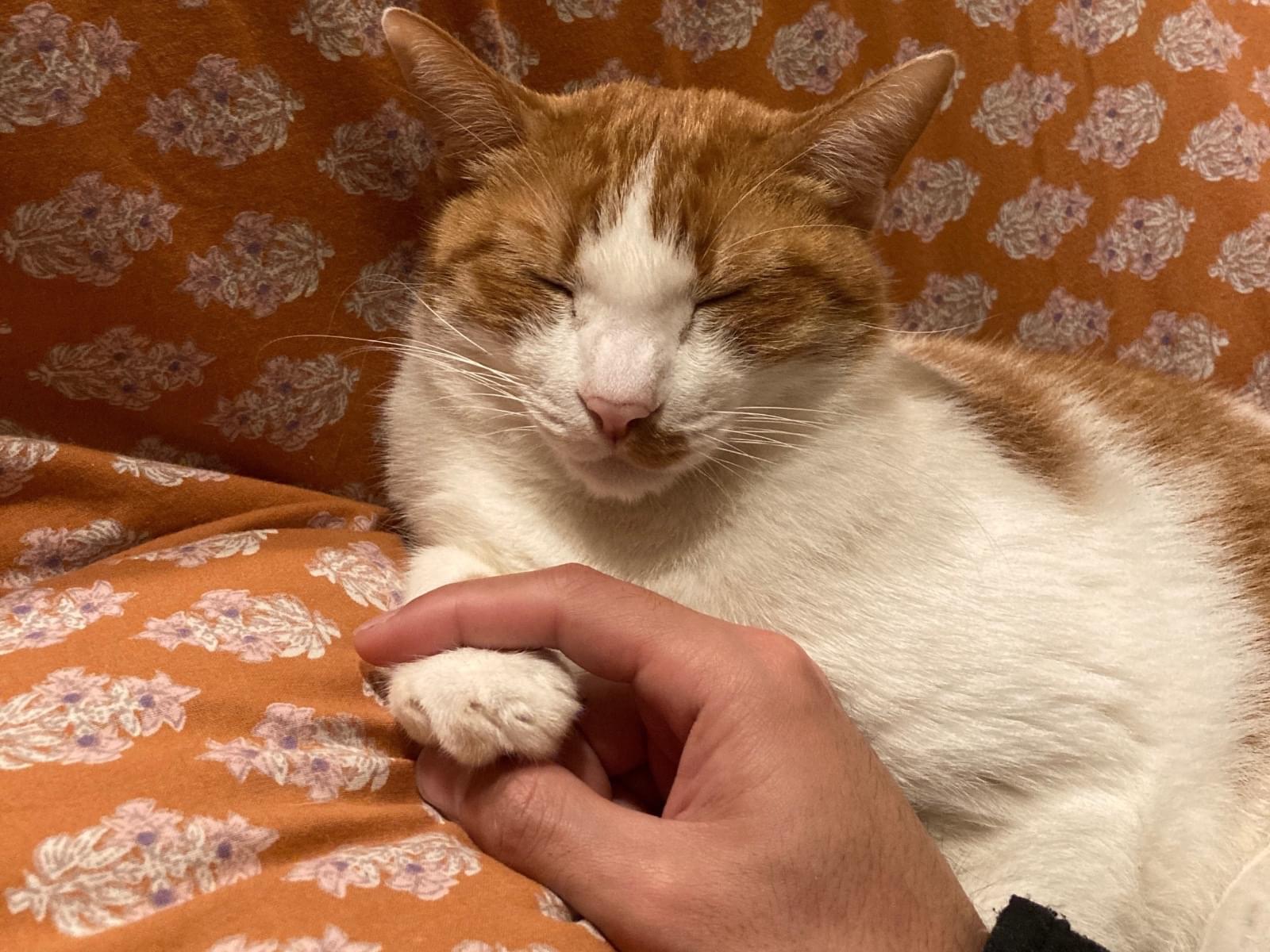 マロ