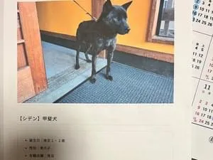 埼玉県で黒い犬(甲斐犬)を探しています