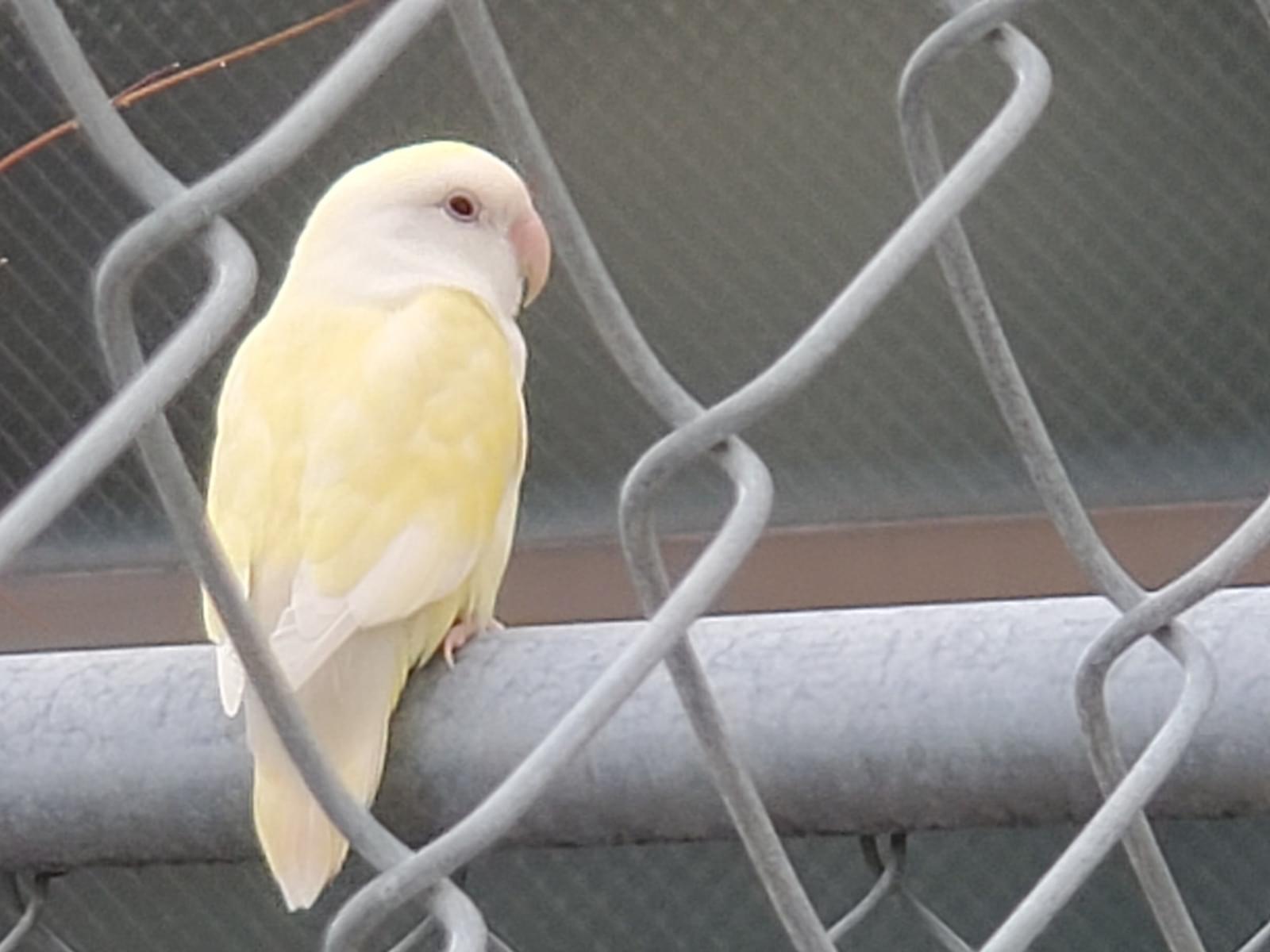 保護された鳥