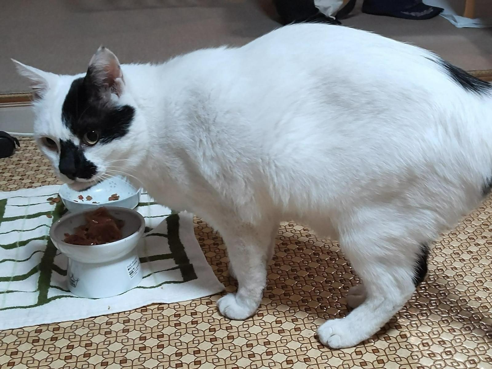 ひよしまるちゃん ひよしまるちゃん
