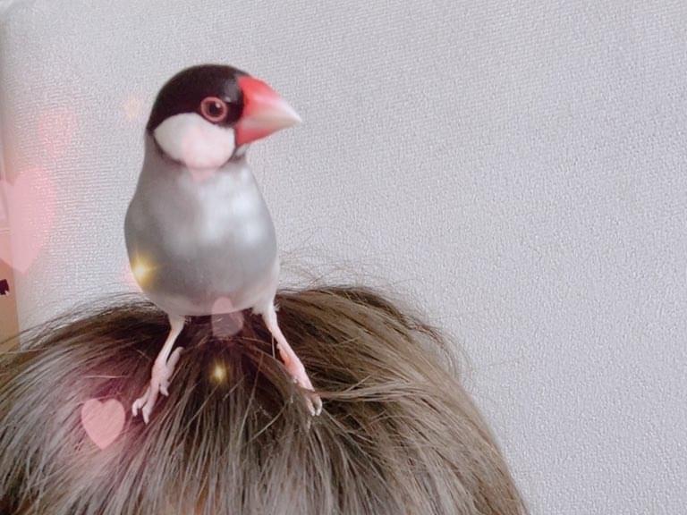 チャッピーちゃん チャッピーちゃん