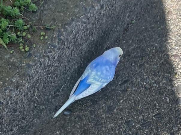 目撃された鳥 目撃された鳥