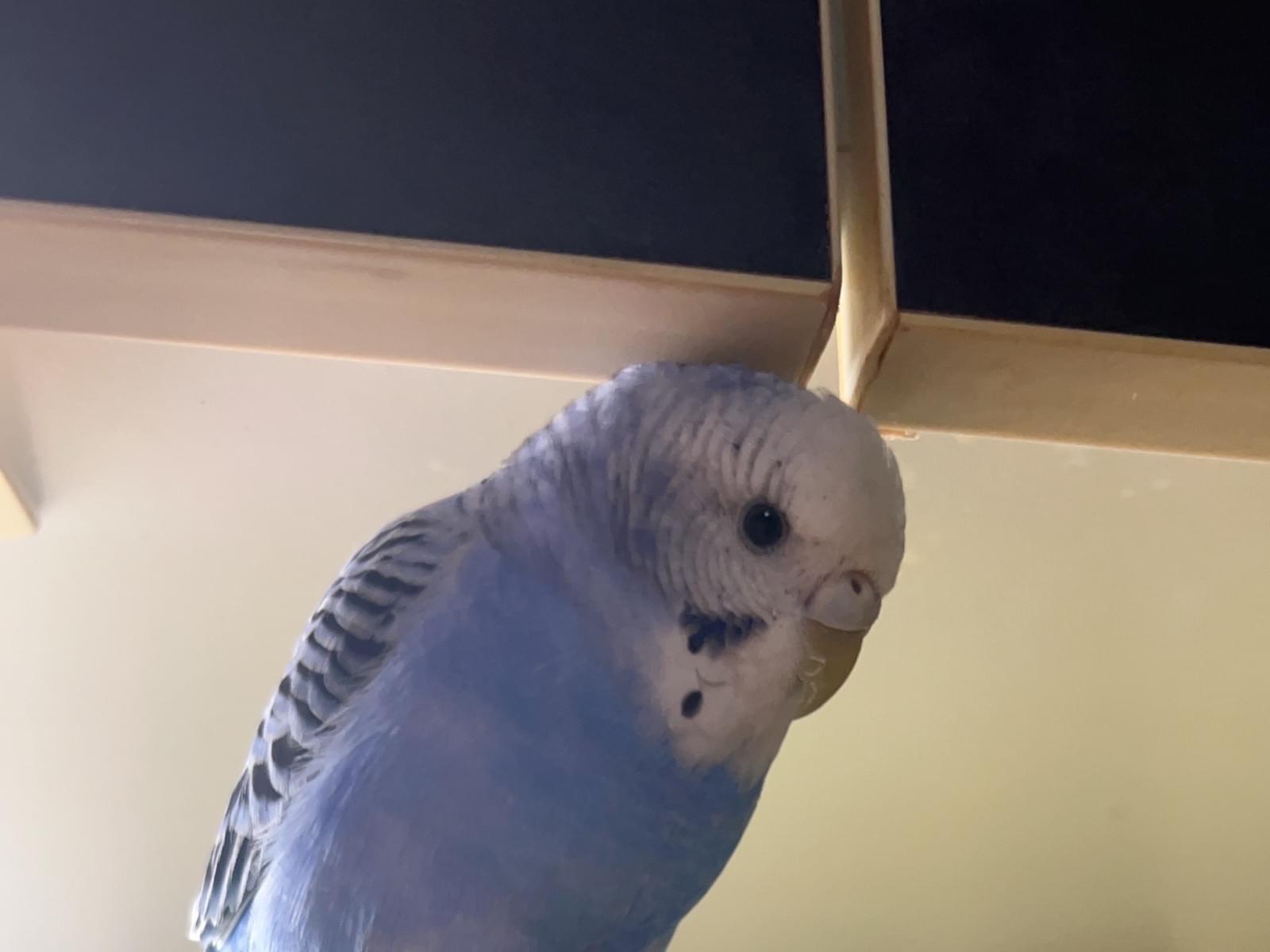 くぅちゃん くぅちゃん