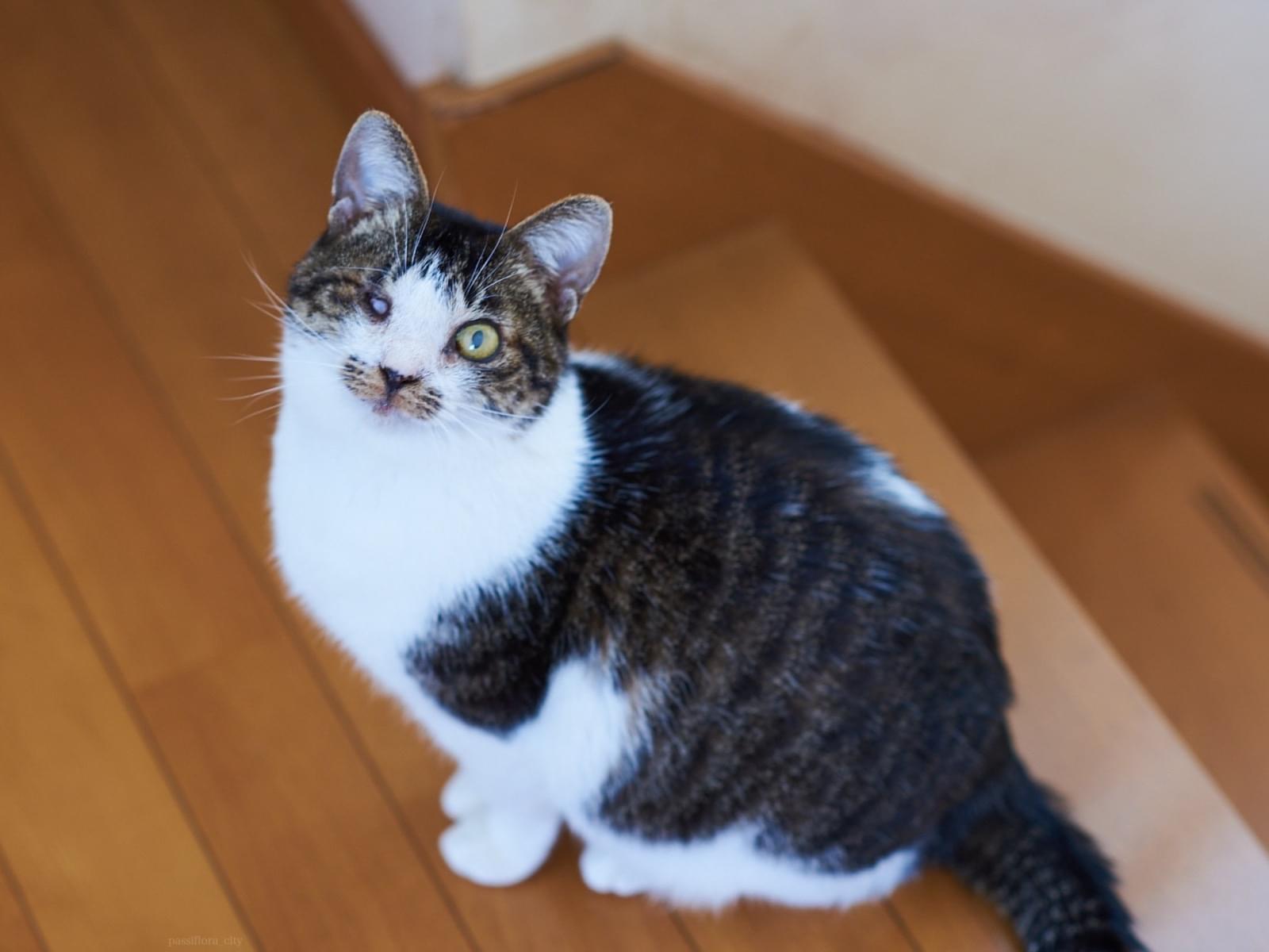 おもちちゃん おもちちゃん