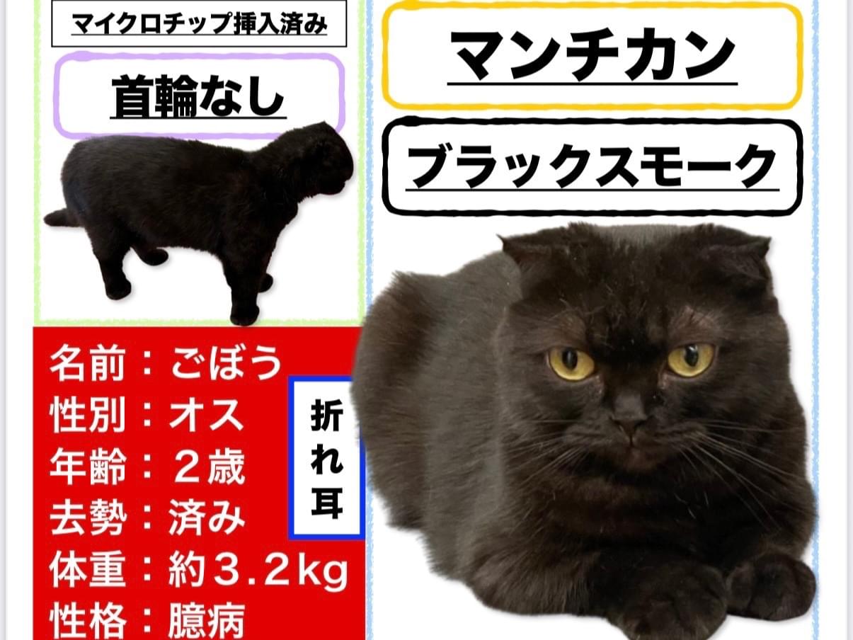 ごぼうちゃん ごぼうちゃん