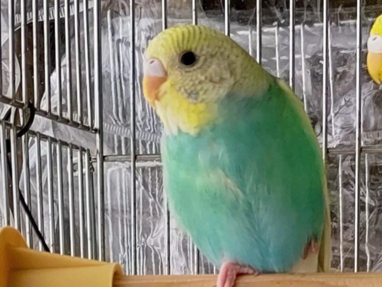 サクラちゃん