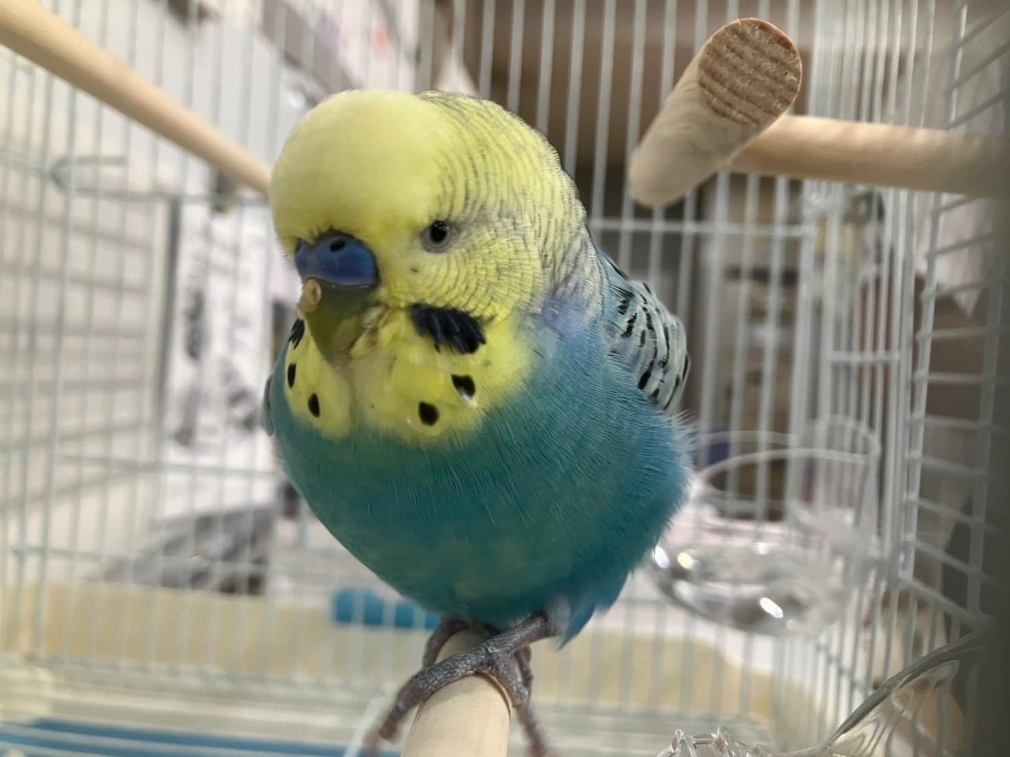 保護された鳥 保護された鳥