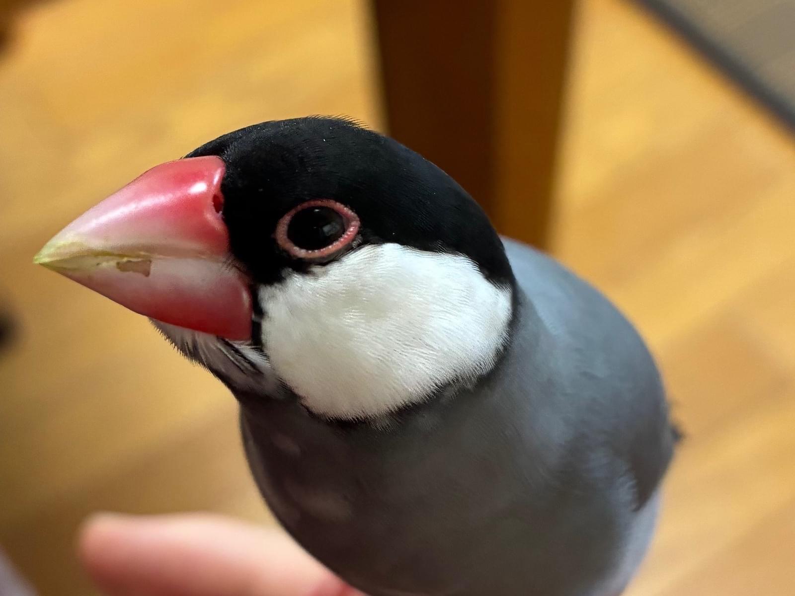 保護された鳥 保護された鳥