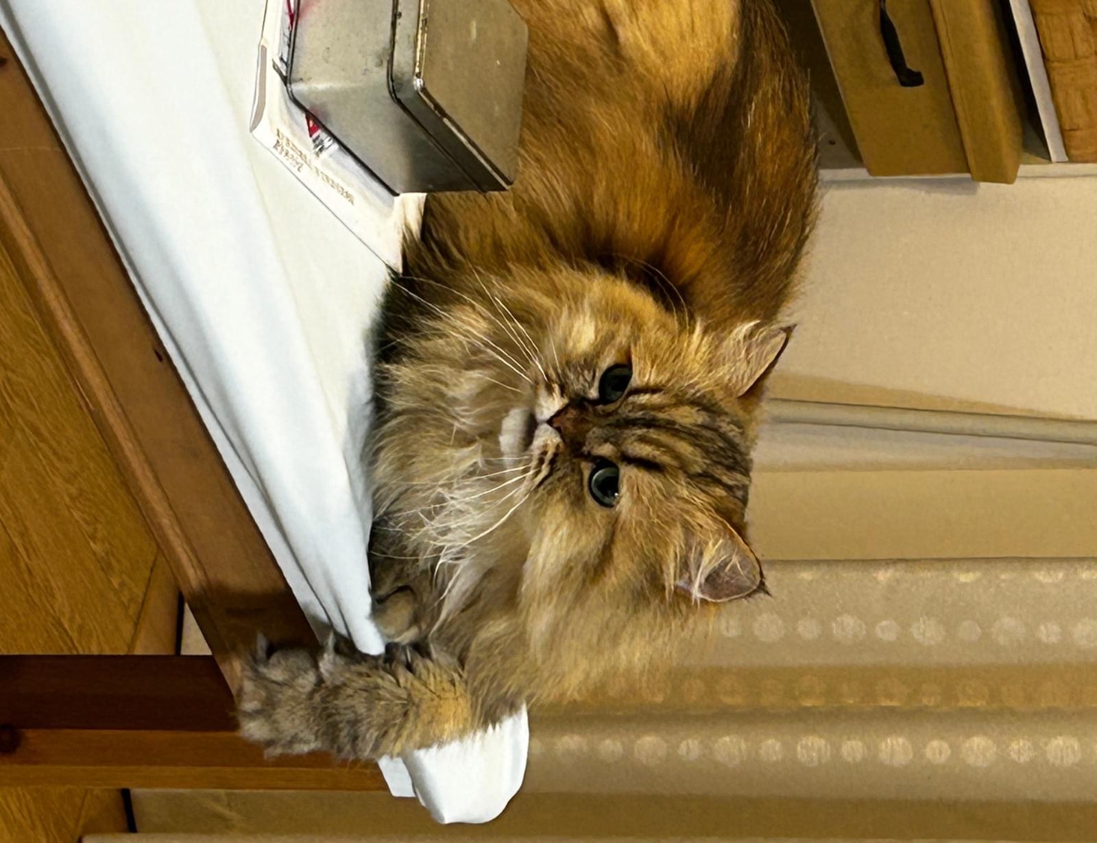 虎柄の長毛種のペルシャ猫です