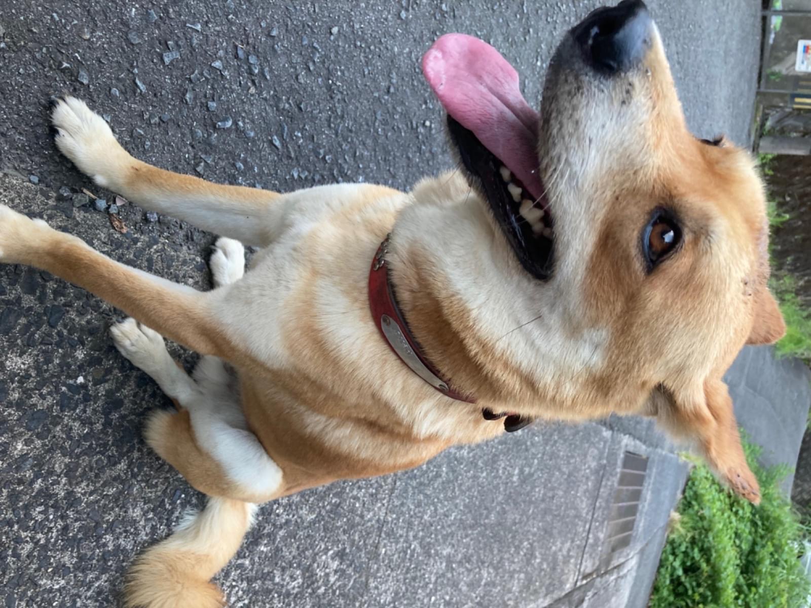 目撃された犬 目撃された犬