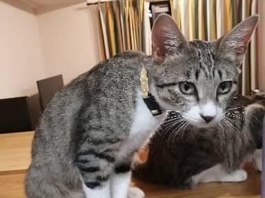 太郎ちゃん 太郎ちゃん