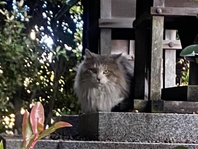 目撃された猫 目撃された猫