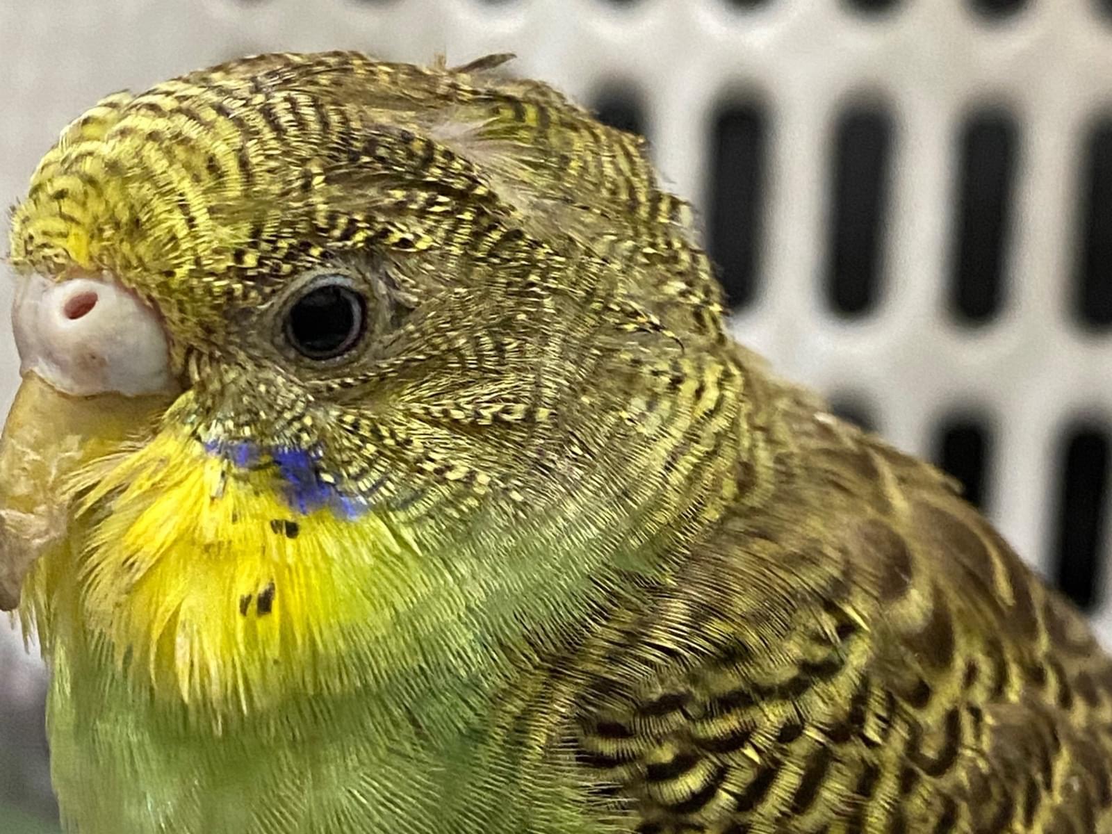 保護された鳥 保護された鳥