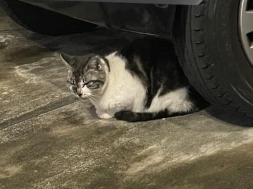 目撃された猫 目撃された猫
