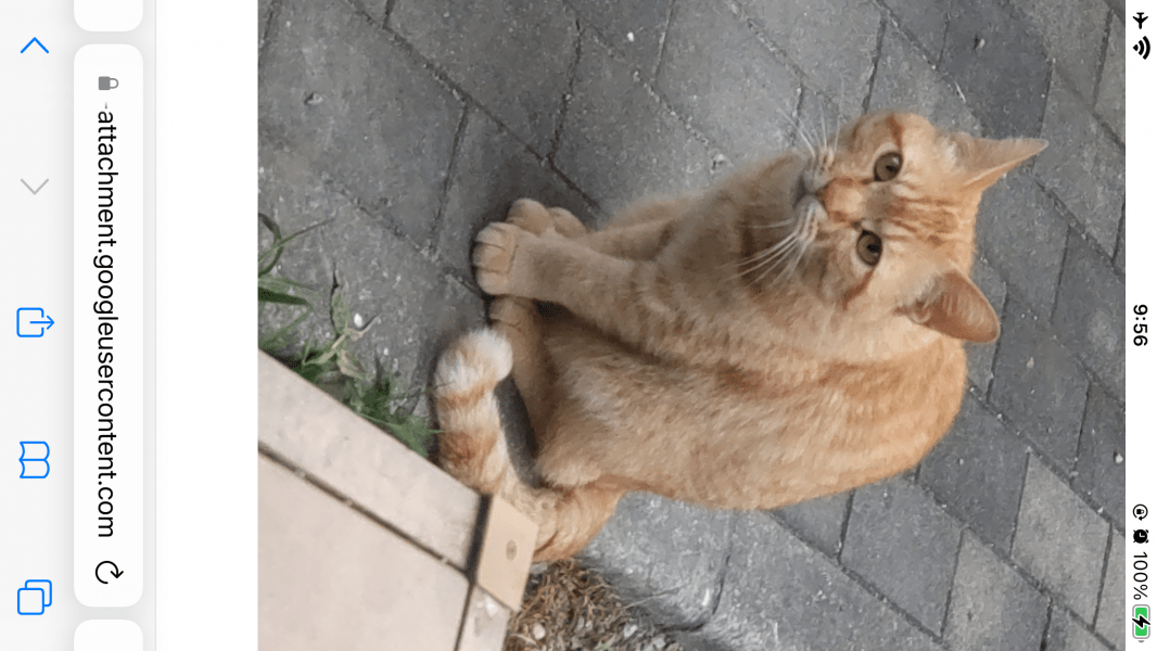 大きな茶トラ猫6歳7kg金目首輪無長い鍵しっぽ