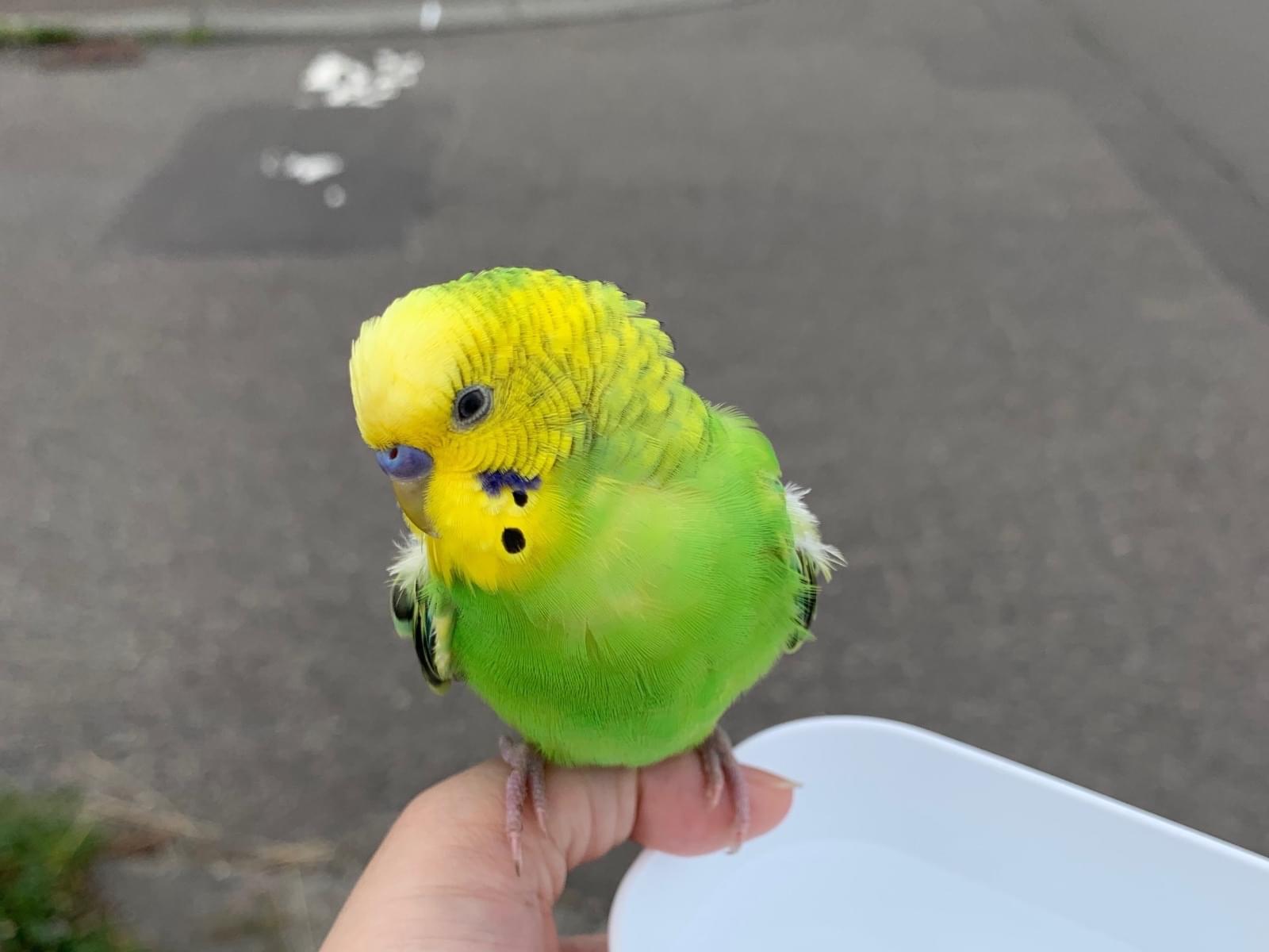 目撃された鳥 目撃された鳥