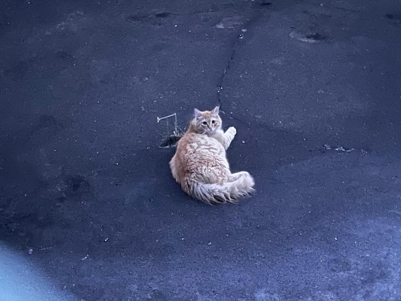 目撃された猫