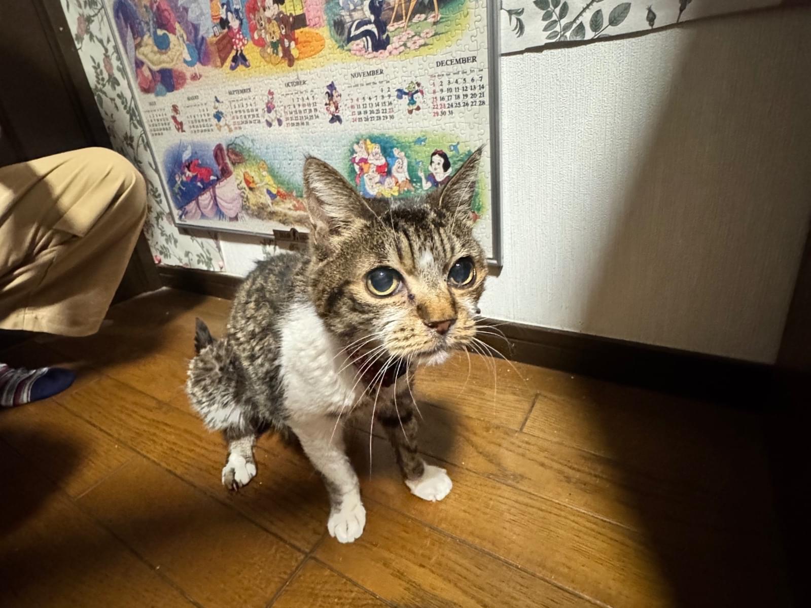 保護された猫 保護された猫