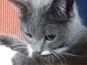 グレー×白の猫を探しています