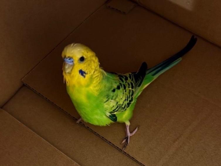 保護された鳥 保護された鳥