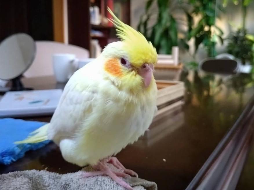 しんちゃん しんちゃん
