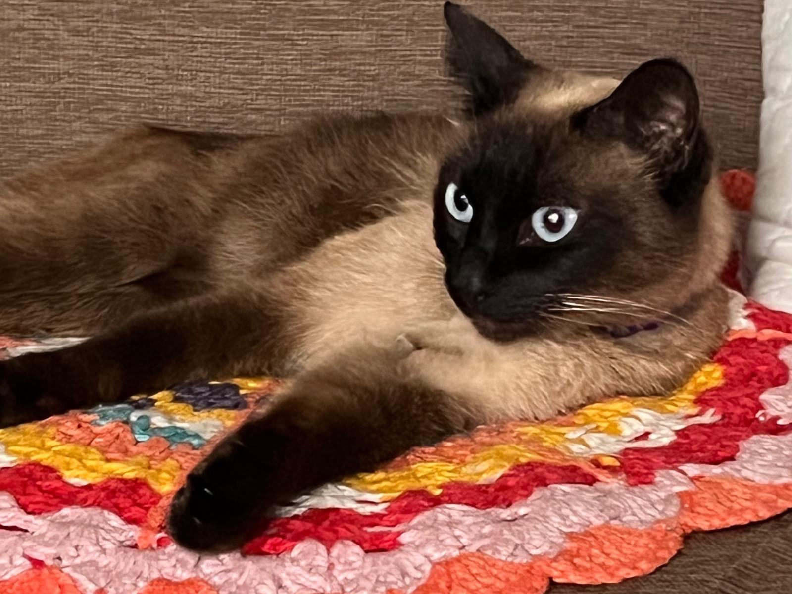 保護された猫 保護された猫