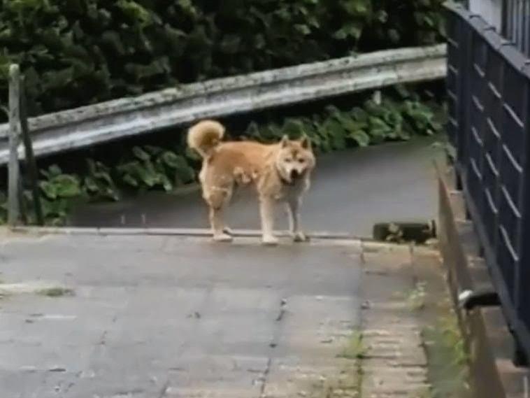 目撃された犬 目撃された犬