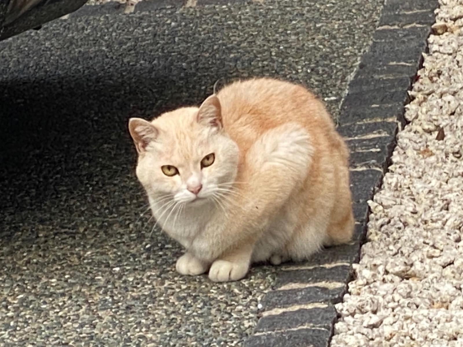 目撃された猫 目撃された猫