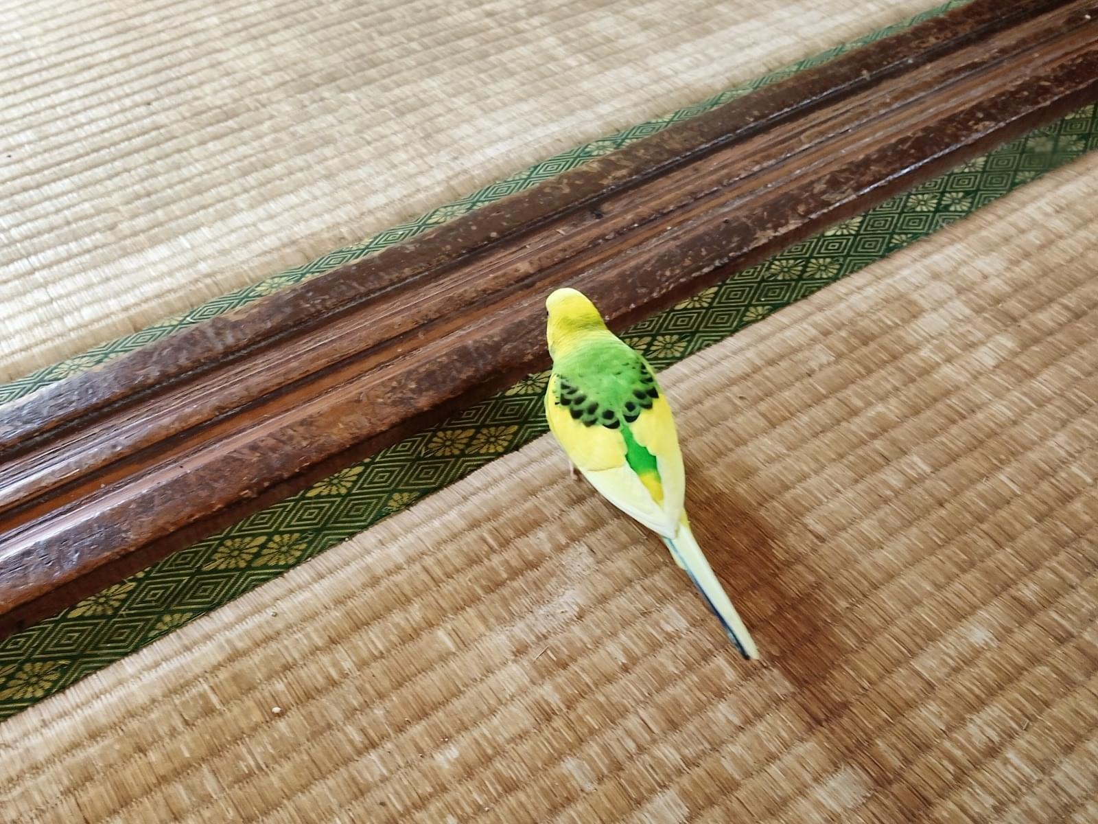 アナちゃん