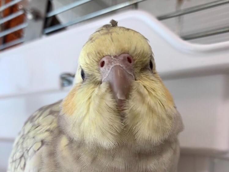 むぎちゃん むぎちゃん