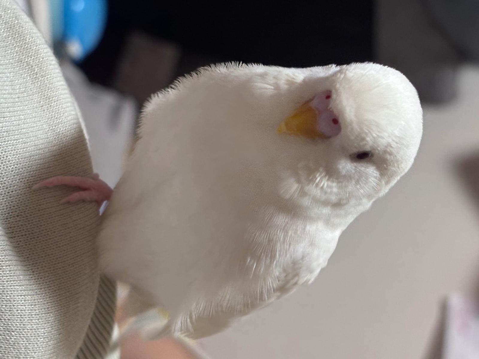 みるくちゃん みるくちゃん