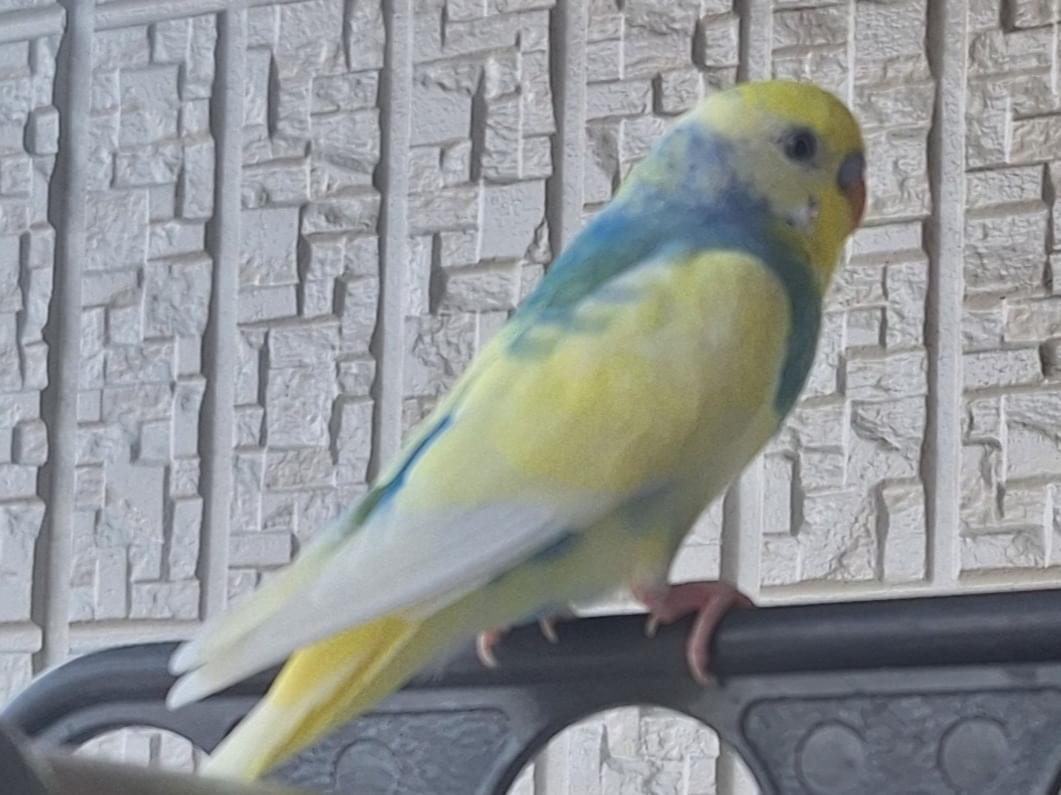 保護された鳥 保護された鳥