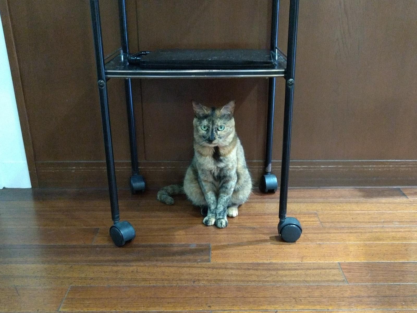 チビちゃん チビちゃん
