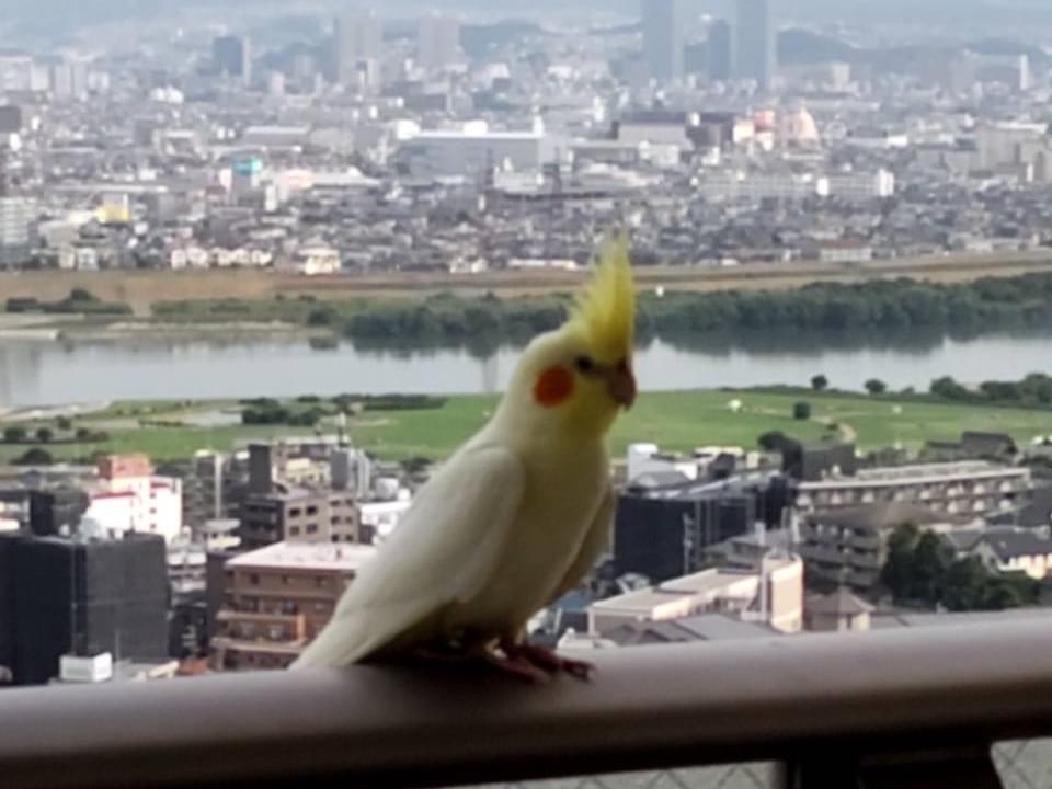保護された鳥 保護された鳥