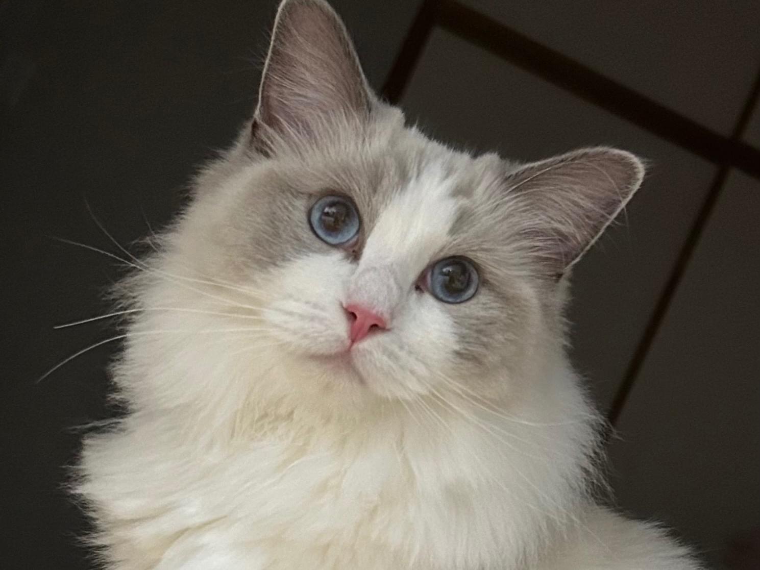 こむぎちゃん こむぎちゃん