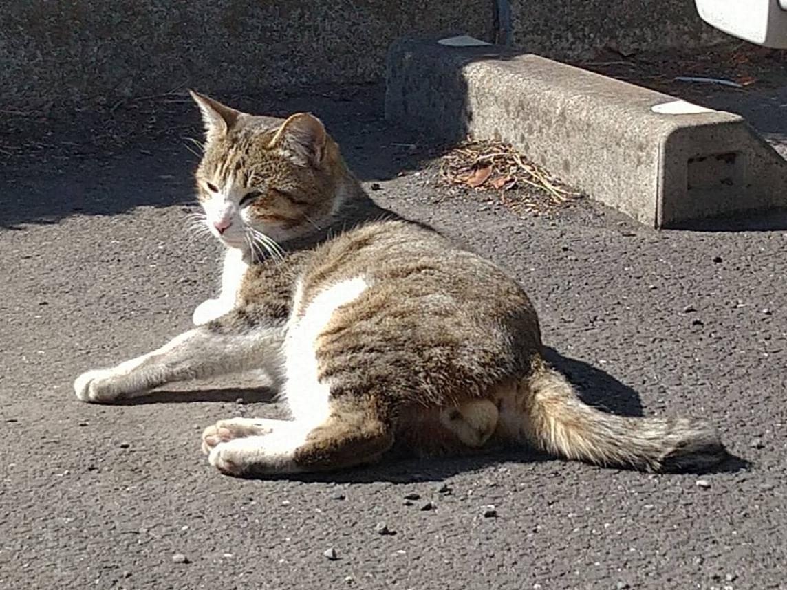 目撃された猫 目撃された猫